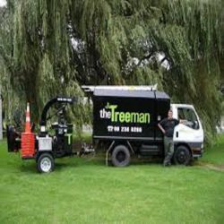 Search Tree Services in Papakura
