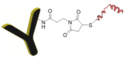 Peptide-Antibody Conjugation – Creative Peptides