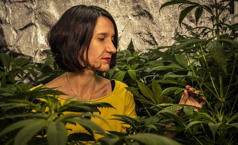 This plant is dispensary Santa marijuana