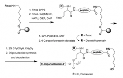 Peptide-oligonucleotide Conjugation – Creative Peptides