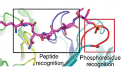 Peptides phosphorylation – Creative Peptides