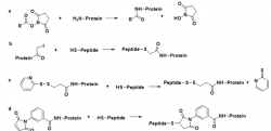 Peptides-Carraier Protein Conjugation – Creative Peptides