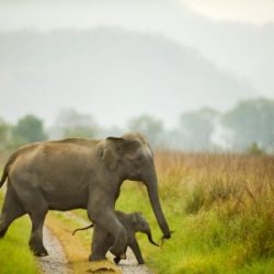 Best wildlife photography tours India