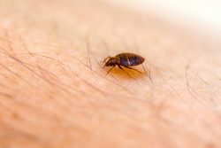 Bed bug control richmond