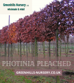 Photinia Pleached – Greenhills Nursery