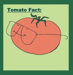 Tomato Fact | John Deschauer