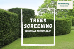 Trees Screening – Greenhills Nursery