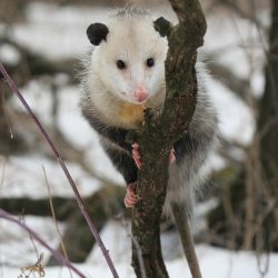 possum in my house