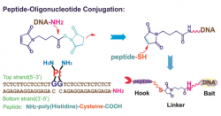 Peptide-DNA Conjugation – Creative Peptides