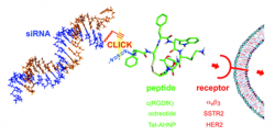 Peptide-siRNA Conjugation – Creative Peptides