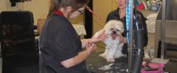 Pet Grooming Chapel Hill Nc