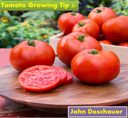 Tomato Growing Tip 2 | John Deschauer