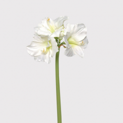 GIANT WHITE AMARYLLIS