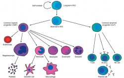 Ins1 Antibody