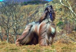 Perros y sus Accesorios a la Venta en Madrid