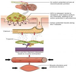 IgE Antibody