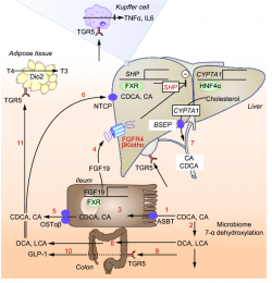 IgG Antibody