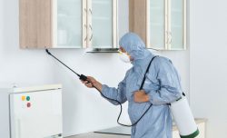 A Pest Control Service Is Important for Many Reasons