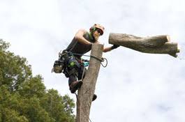 Tree Services Manakau