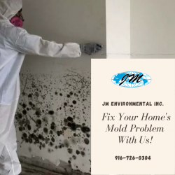 Mold Removal Stockton Services