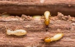 Know the importance of getting regular termite inspection Melbourne