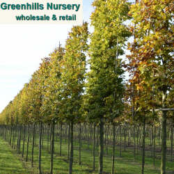 Pleached Copper Beech | Greenhills Nursery