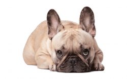 Bulldogs For Sale Near Me | French Bulldogs For Sale | Glamourous French Bulldogs