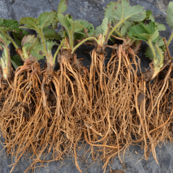 Bare Root Plants Nursery in UK- Greenhills Nursery