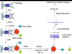 NOX4 Antibody