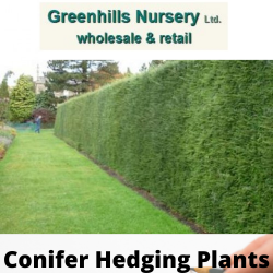 Conifer Hedging plants for sale in UK-Greenhills Nursery