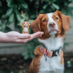 Custom Needle felted Pet﻿