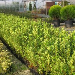 Evergreen Hedging Plants UK-Greenhills Nursery