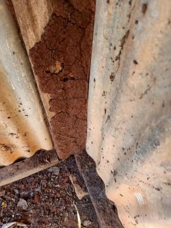 Need Termite treatment Gold coast