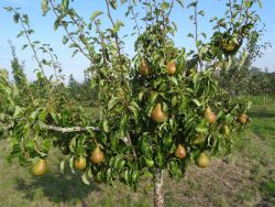 Organic fruit tree nursery UK-Greenhills Nursery