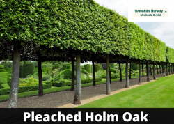 Pleached Holm Oak UK-Greenhills Nursery