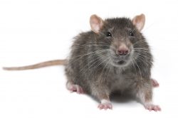 Rat Control Maple Ridge