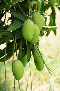 Mango Leaves for Fertility – A2Z Lifestyle