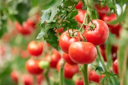 The Expert Tomato Business Tips By John Deschauer