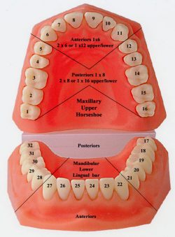 WHAT ARE THE TOOTH NUMBERS?