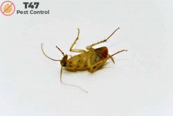 pest control companies near me