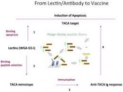 Tetracycline Antibody