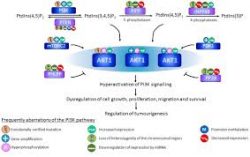 RFP Antibody