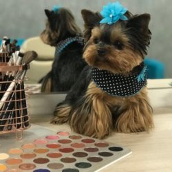 miniature yorkie puppies for sale