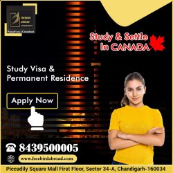 Study & Settle in Canada