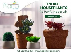 The Plants Nursery – Indoor Plants Online