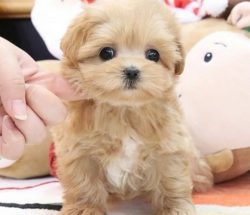 Teacup Maltipoo for Sale Near Me