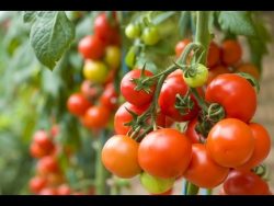 Tomatoes Grown from Seeds | John Deschauer