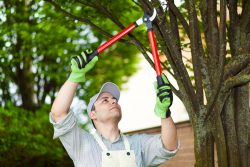 Understand the Importance of Pruning Your Trees and Shrubs