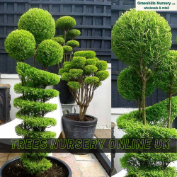 Nursery Trees Online UK- Greenhills Nursery