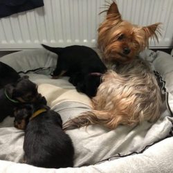 Mini Yorkie Puppies For Sale